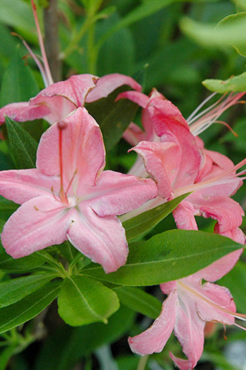 Azalea, Weston'S Popsicle