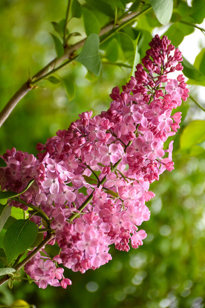 Lilac, Maiden Blush