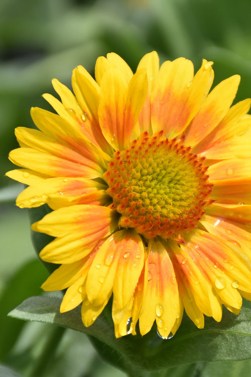 Blanket Flower, Arizona Apr