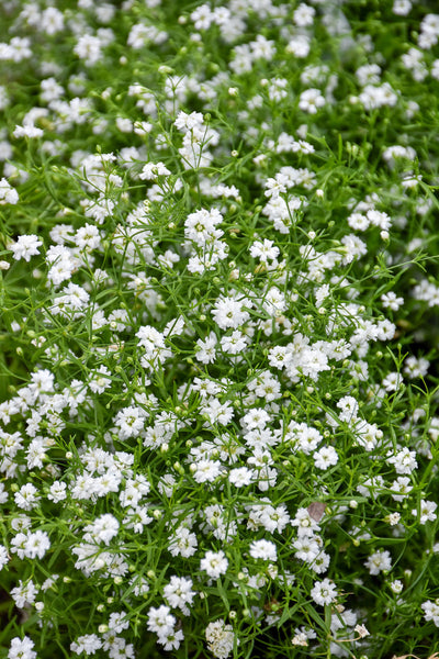 Baby's Breath, Creeping White