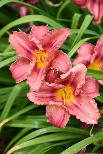 Daylily, Rosy Returns