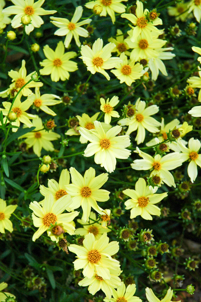 Coreopsis, Creme Brulee