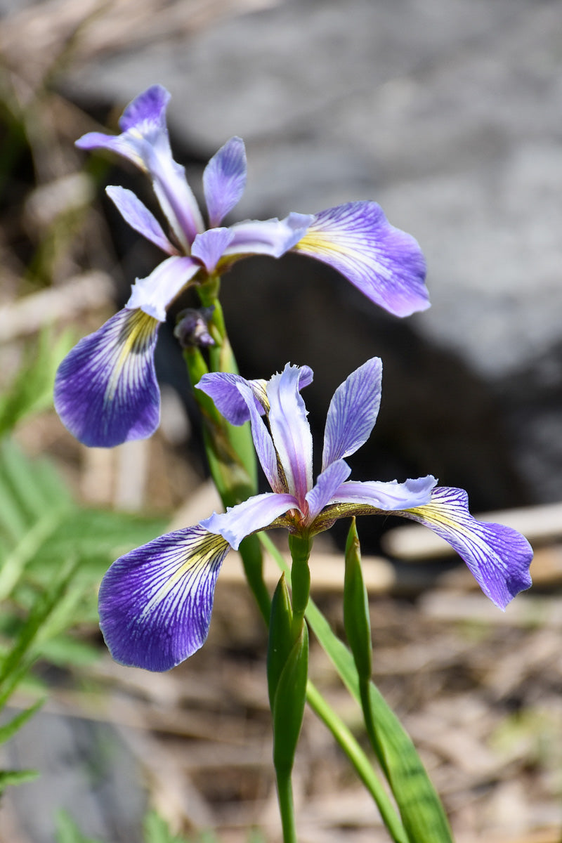 Iris, Versicolor