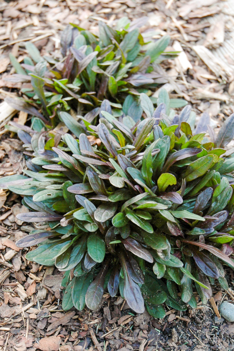 Ajuga, Chocolate Chip