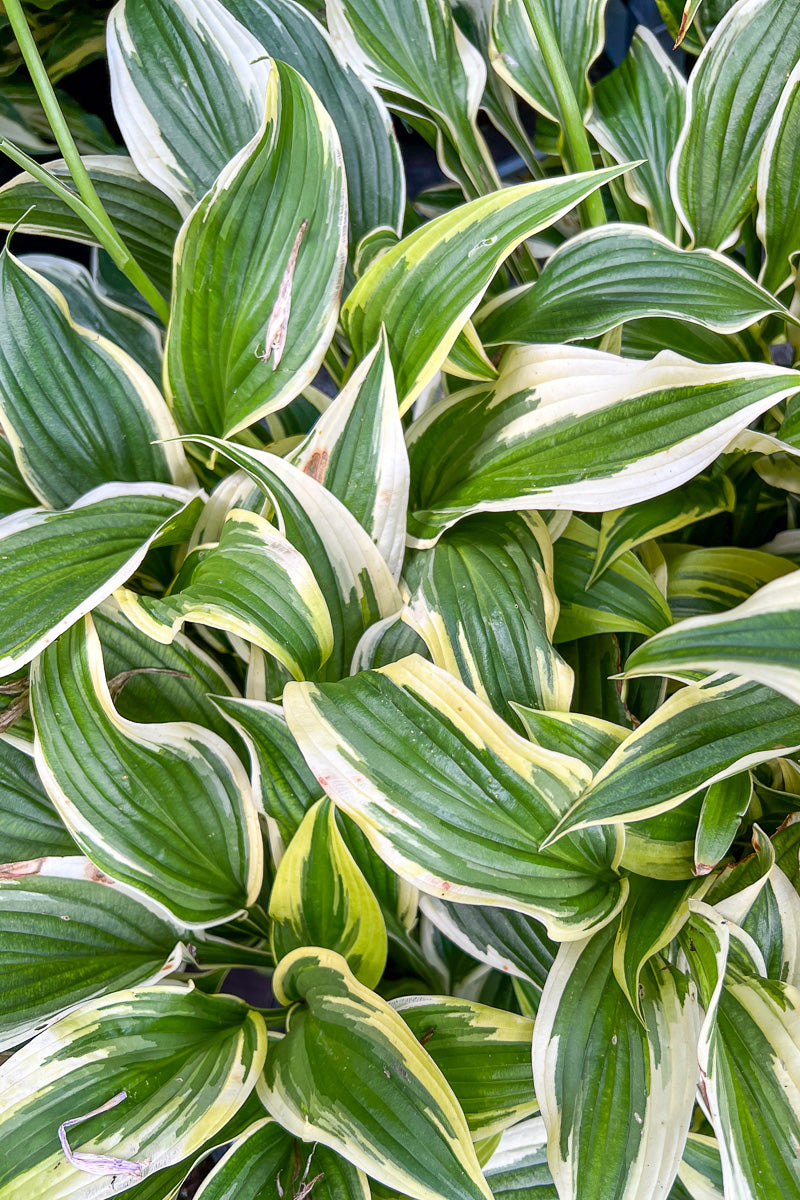 Hosta, Fantabulous