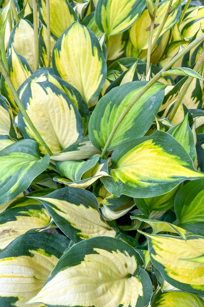Hosta Forbidden Fruit