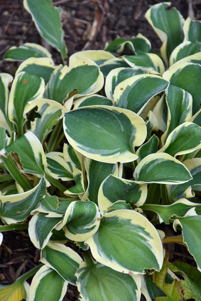 Hosta, Mighty Mouse