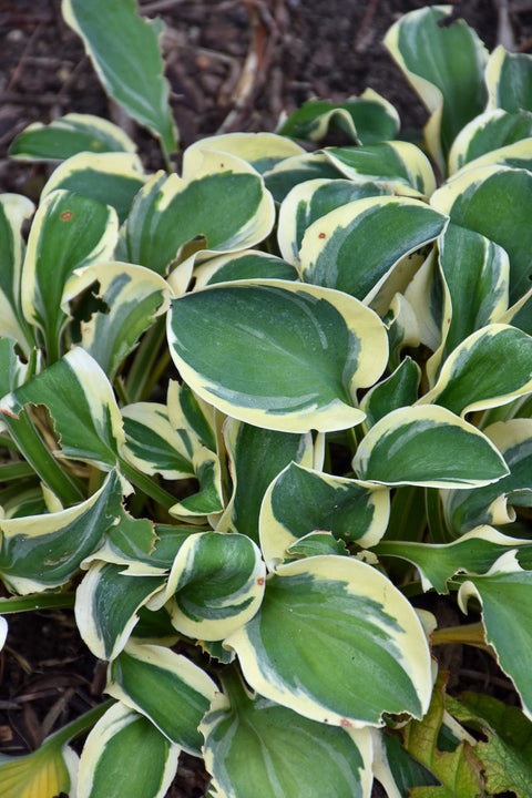 Hosta | Mighty Mouse