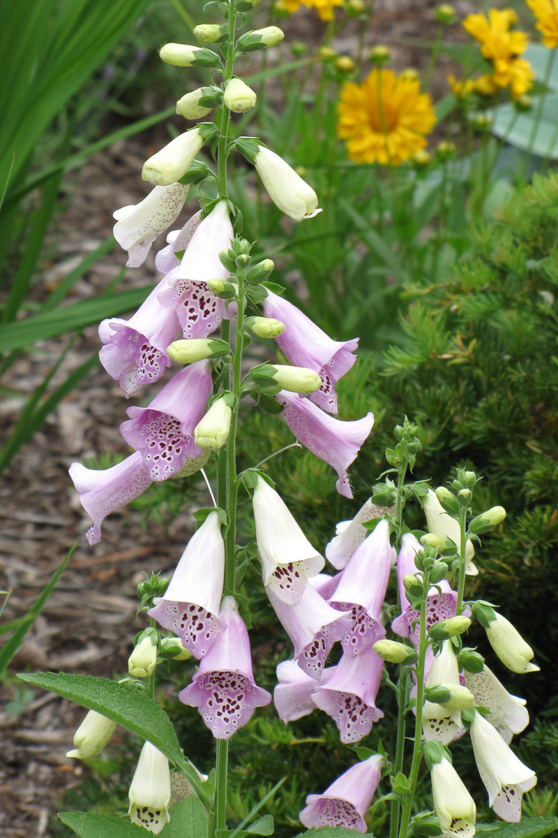 Foxglove, Foxy