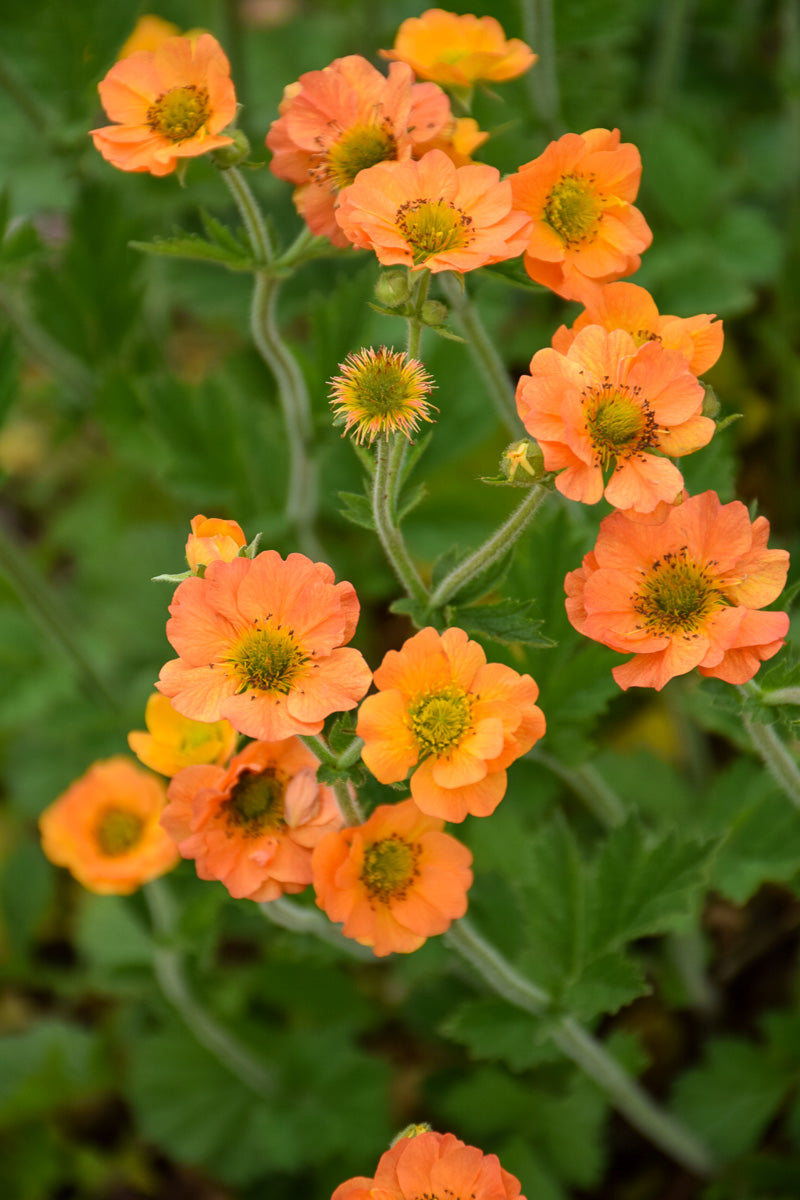 Geum, Totally Tangerine