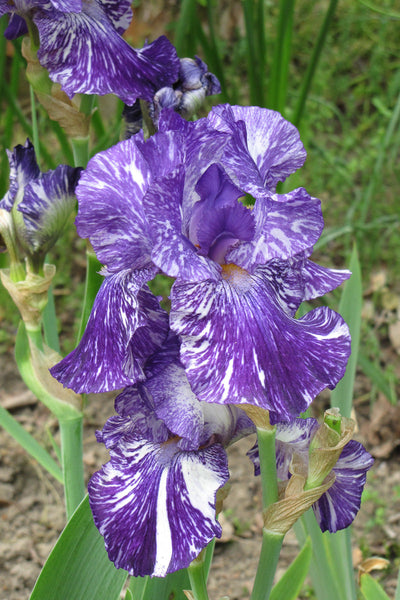 Iris, Bearded Batik