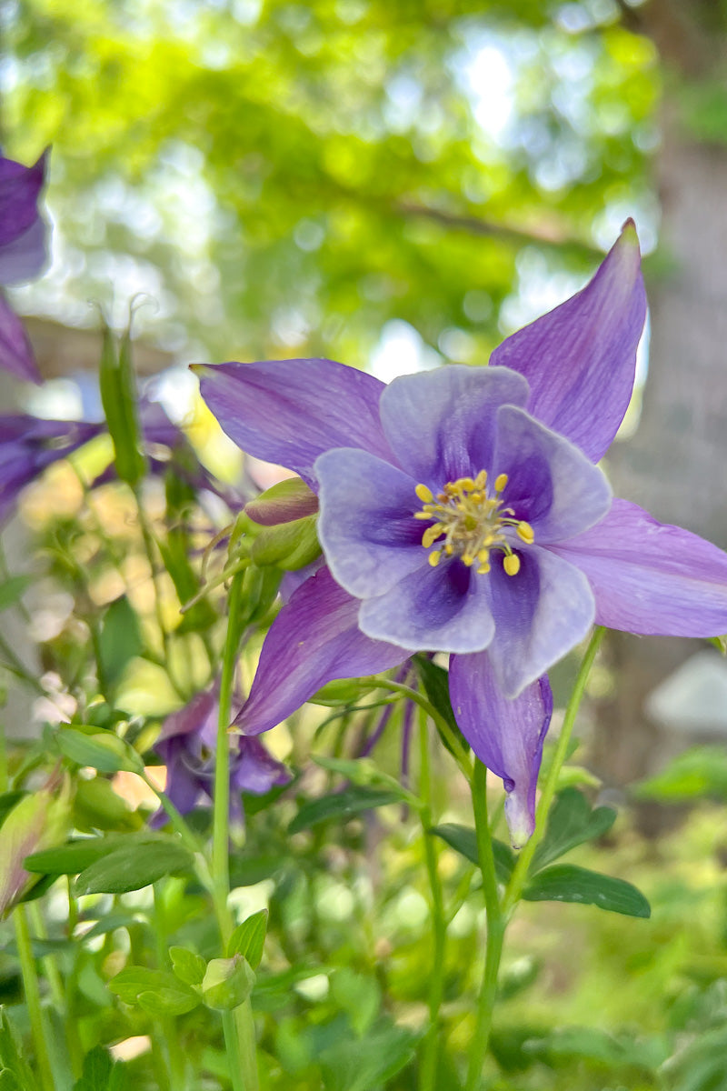 Columbine, Earlybird Purple Blue