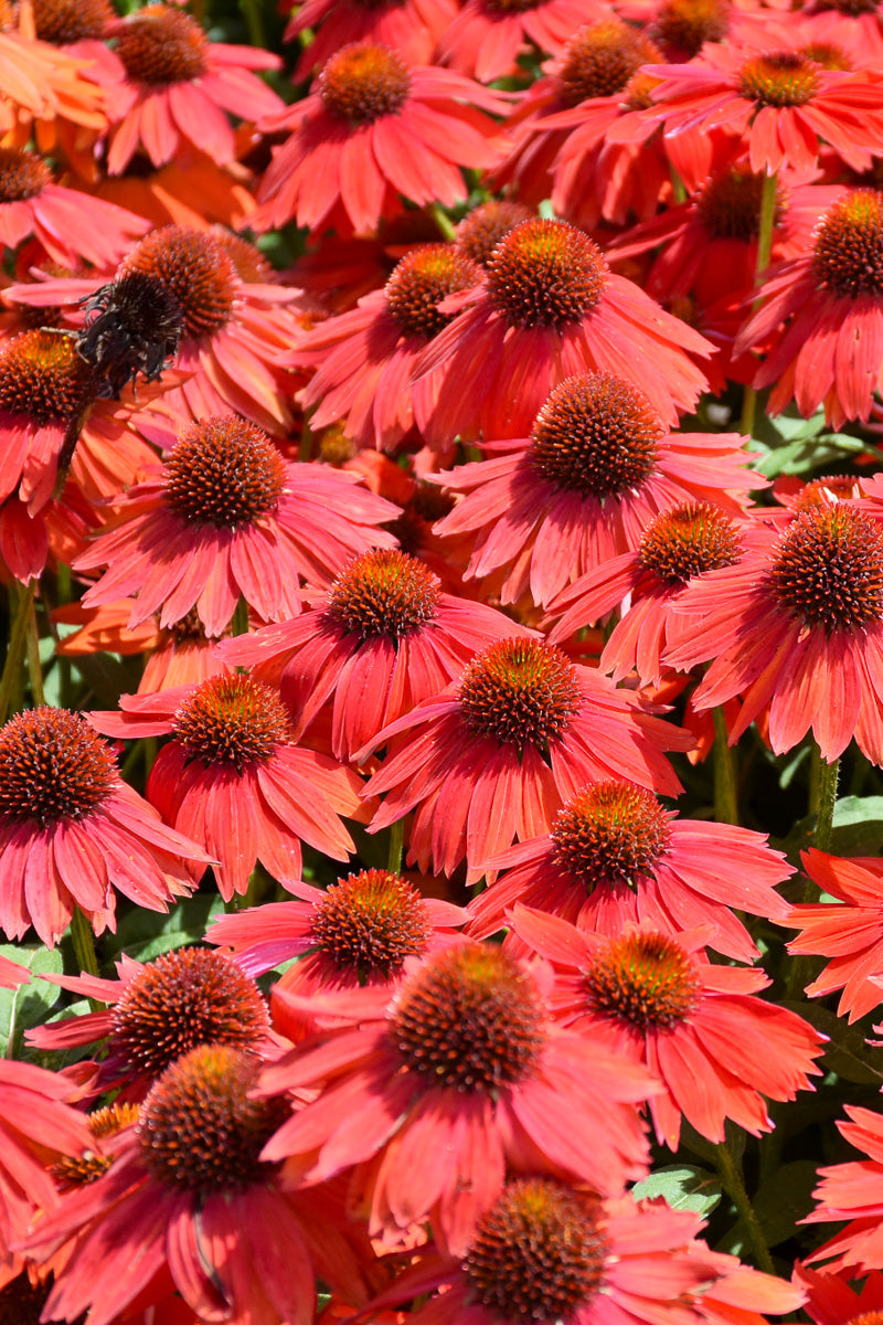 Coneflower Sombrero Salsa Red
