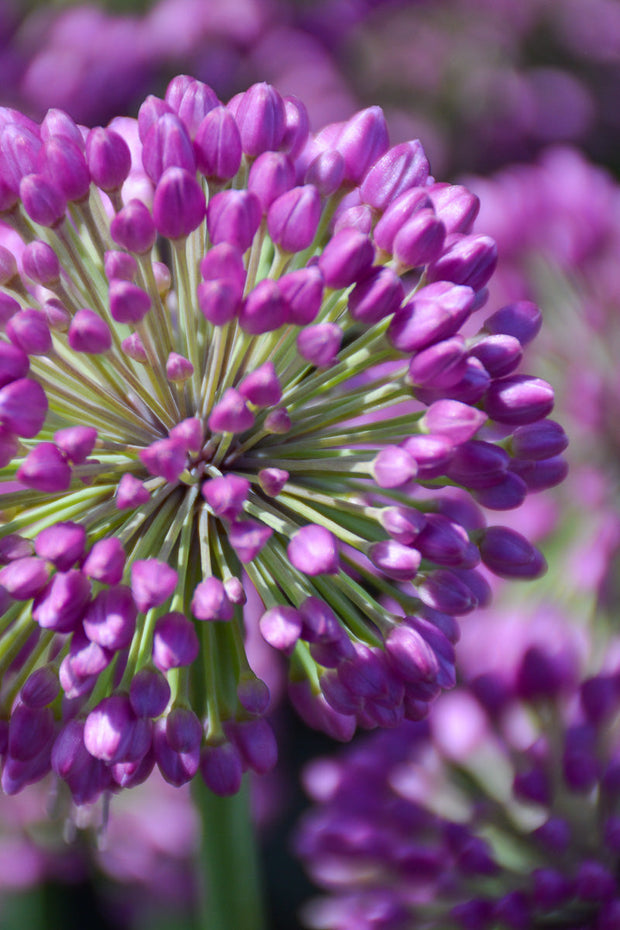 Allium, Lavender Bubbles