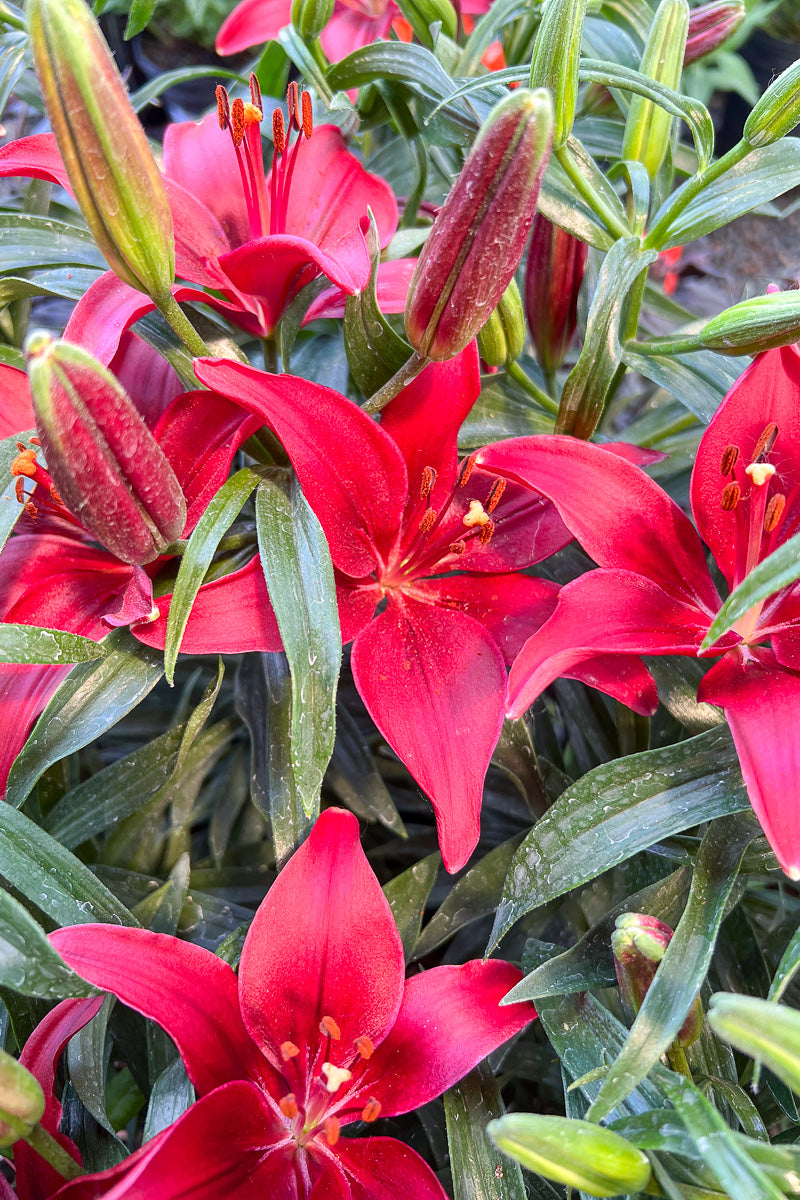 Lily, Asiatic- Tiny Ghost