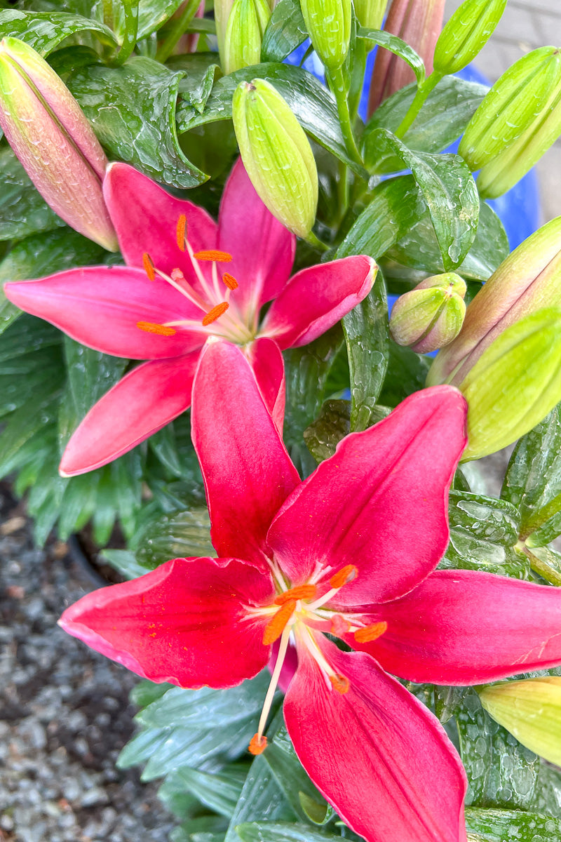 Lily, Asiatic - Tiny Pearl