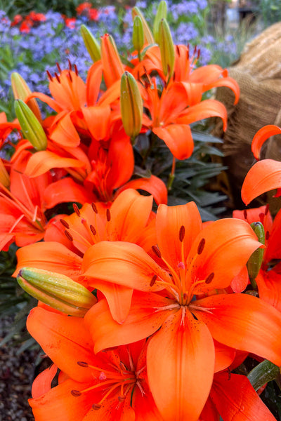 Lily, Asiatic- Orange Matri