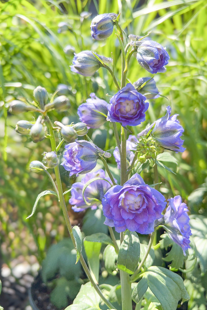 Delphinium, Bolero