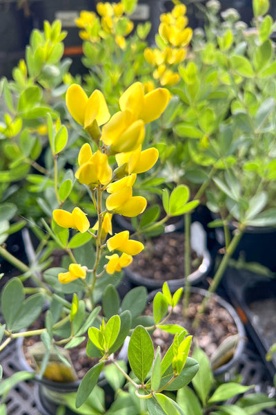 False Indigo, American Goldfinch