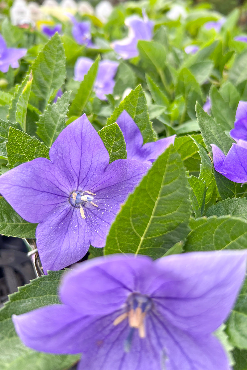 Balloon Flower, Sentimental Blue