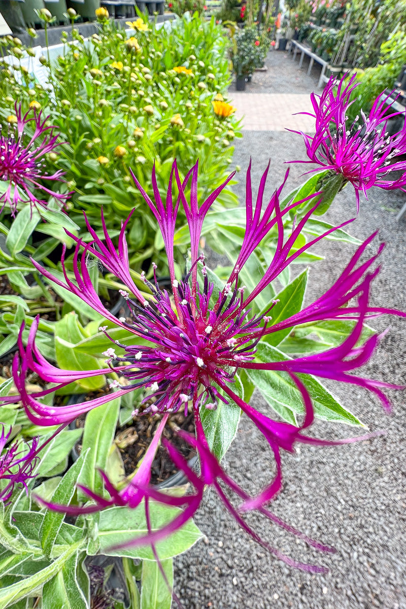 Mountain Bluet, Amyth Dream