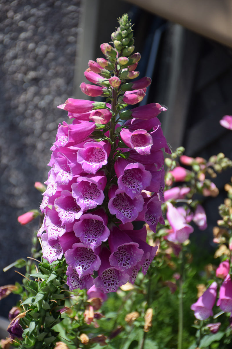 Foxglove, Dalmatian Purple