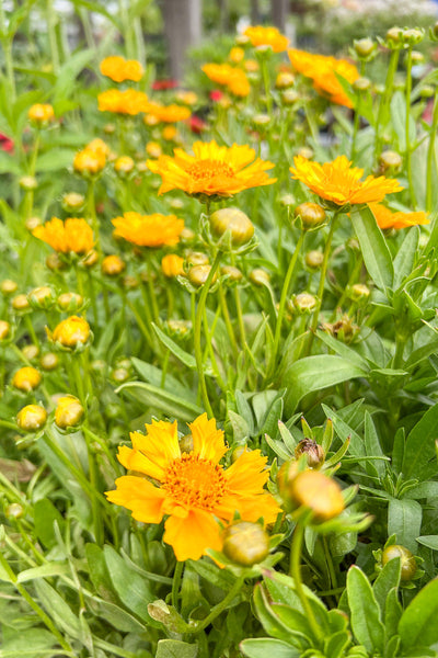 Coreopsis, Jethro Tull