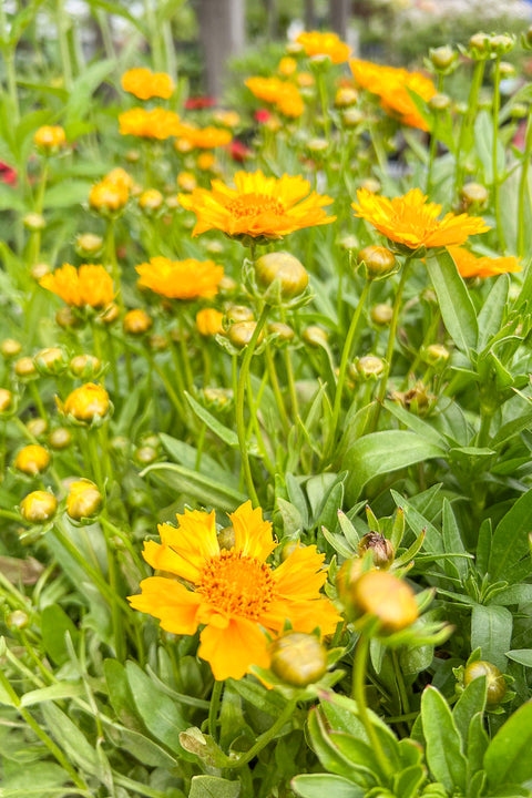 Coreopsis, Jethro Tull