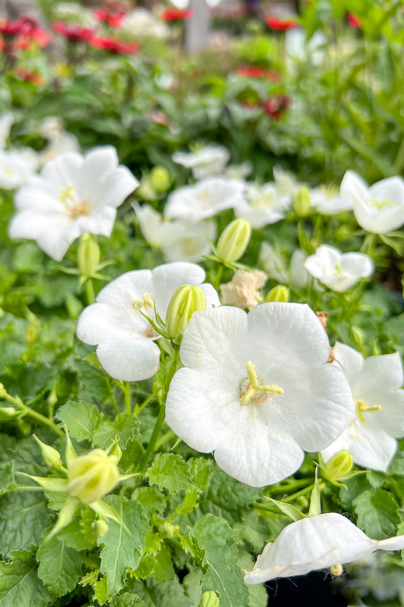 Bellflower, Rapido White