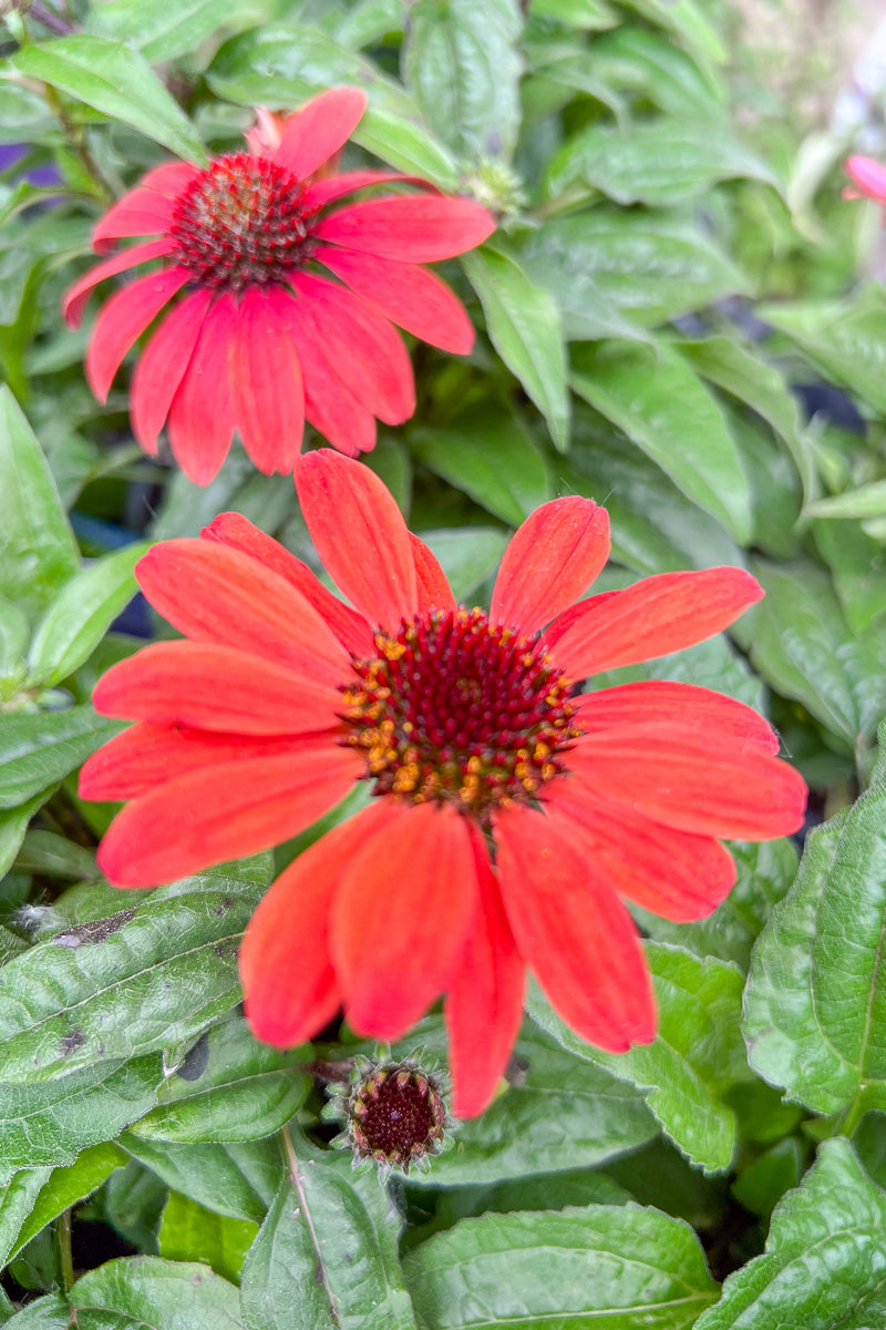 Coneflower, Panama Red