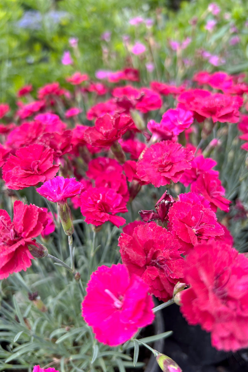 Dianthus, Frosty Fire
