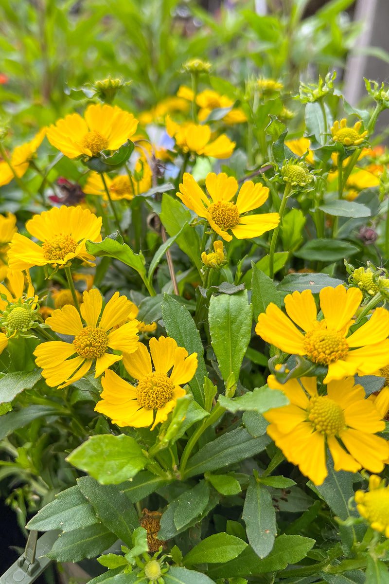 Sneezeweed, Heyday Yellow