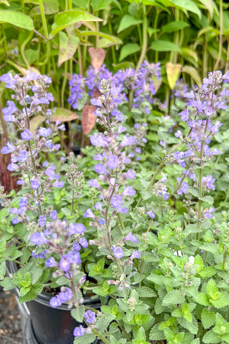 Catmint, Purrsian Blue