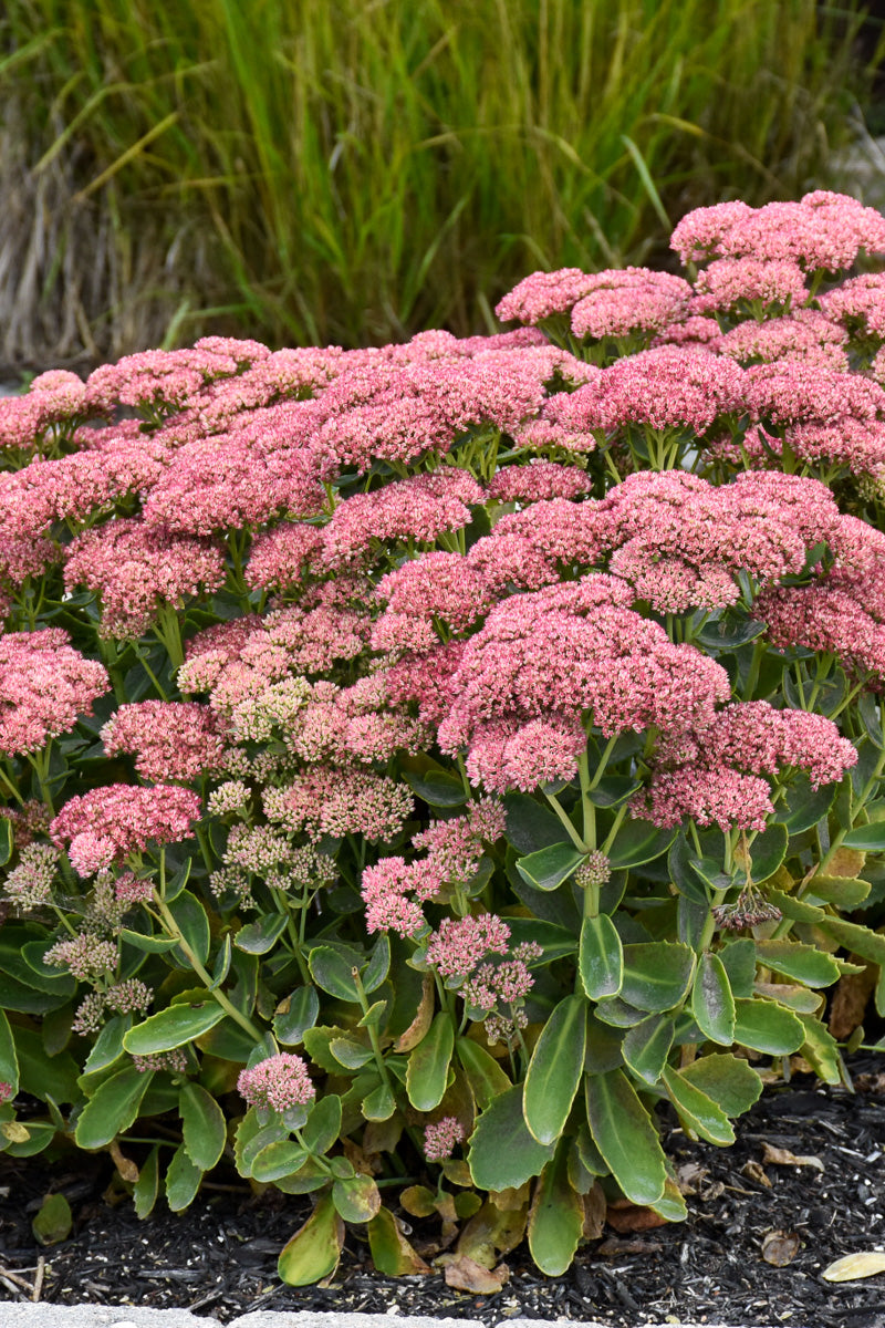 Sedum, Autumn Fire