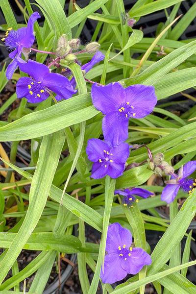spider wart plant Spiderwort, Zwanenburg Blue – Chalet