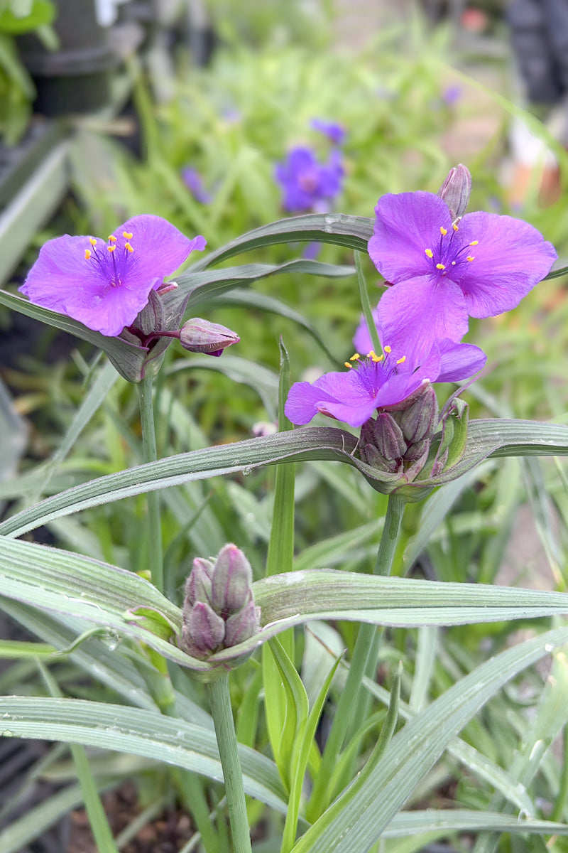 Spiderwort, Concord Grape