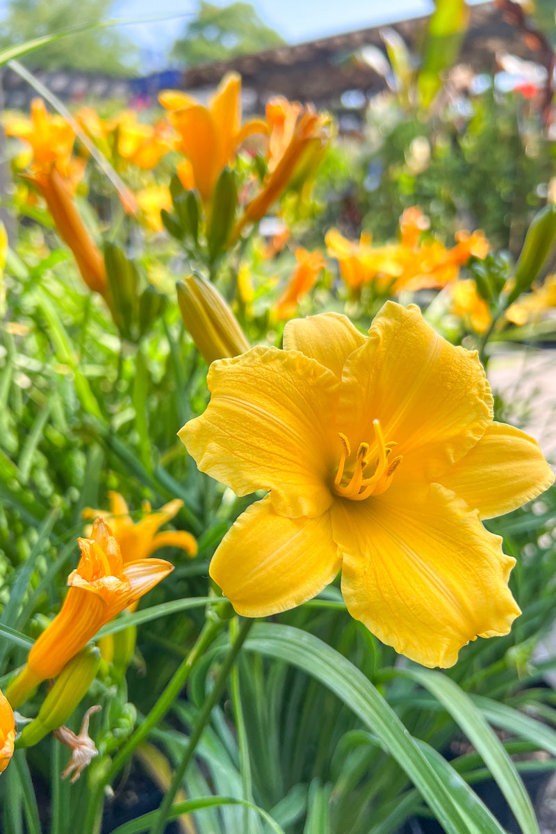 Daylily, Stella De Oro