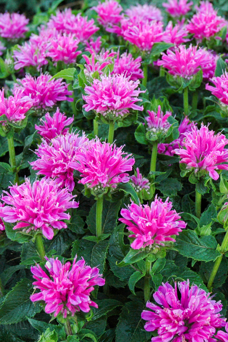 Bee Balm, Petite Delight