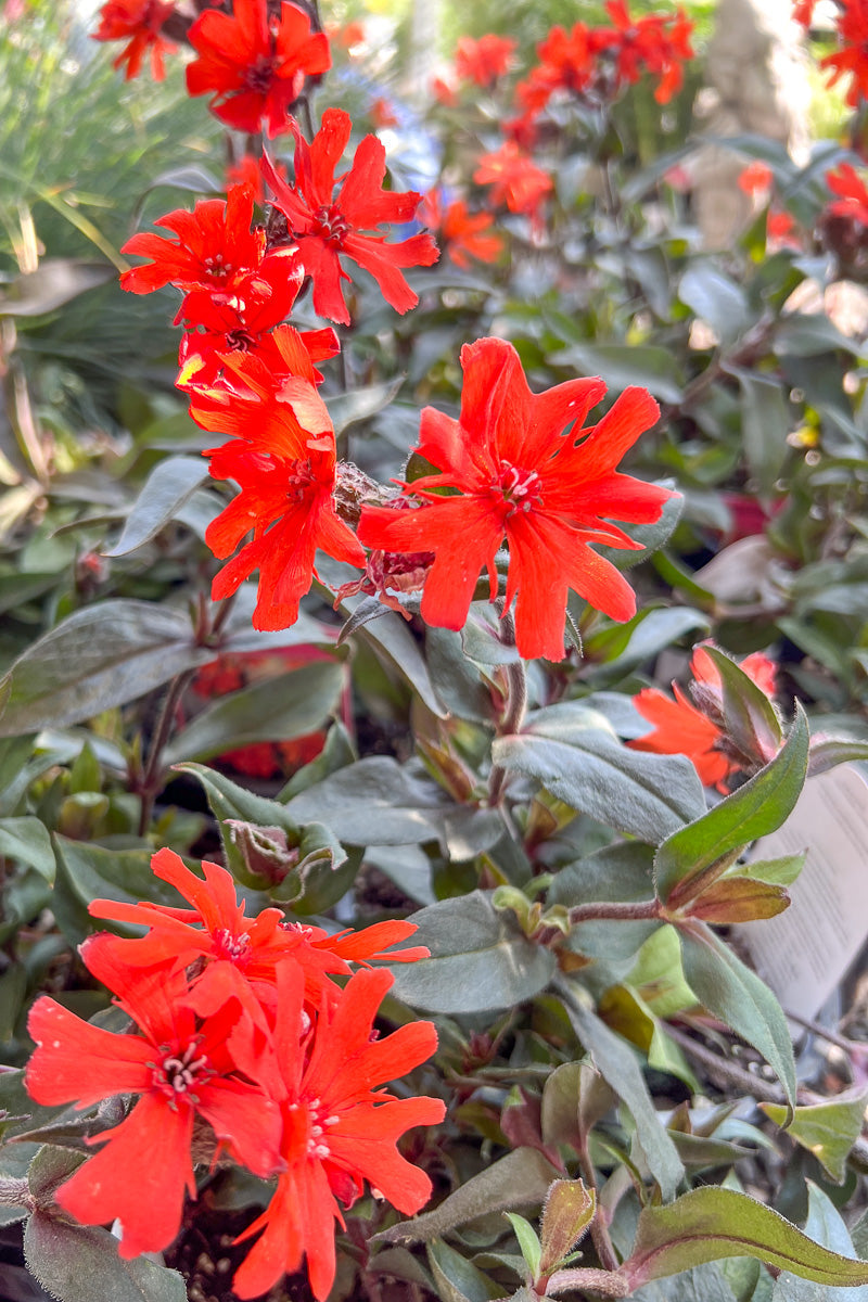 Lychnis, Orange Gnome