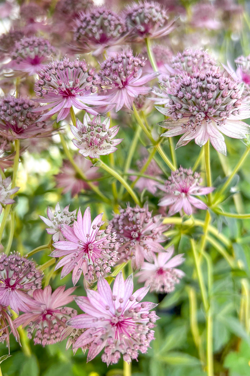 Masterwort, Masterpiece