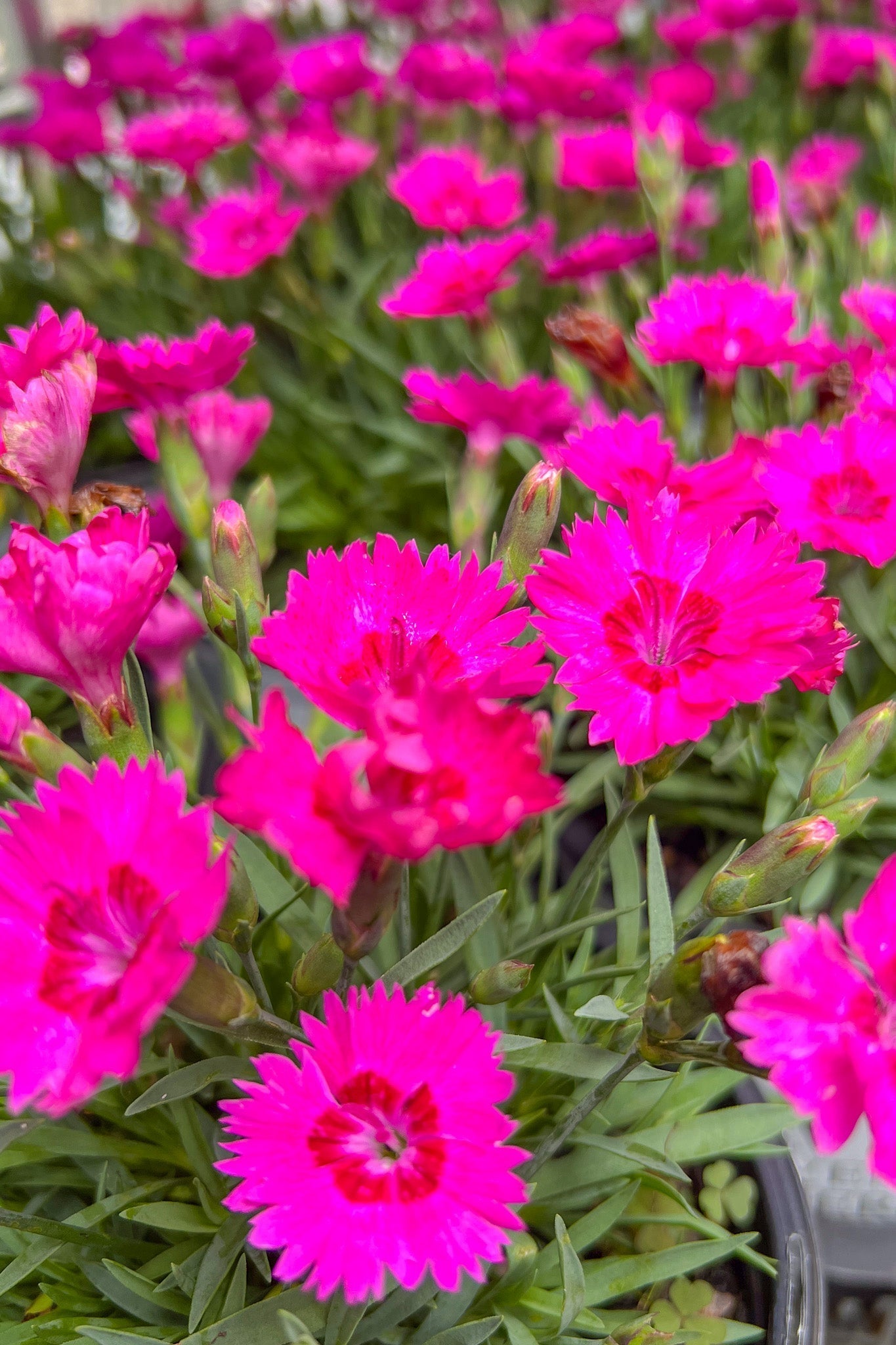 Dianthus, Paint Fancy