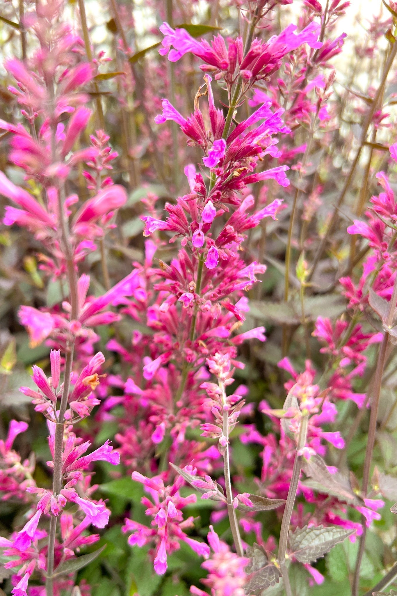 Agastache, Royal Raspberry