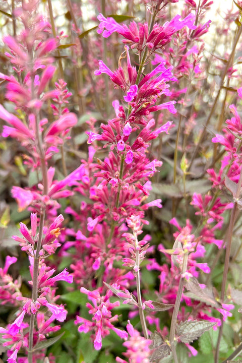 Agastache | Meant to Bee™ Royal Raspberry