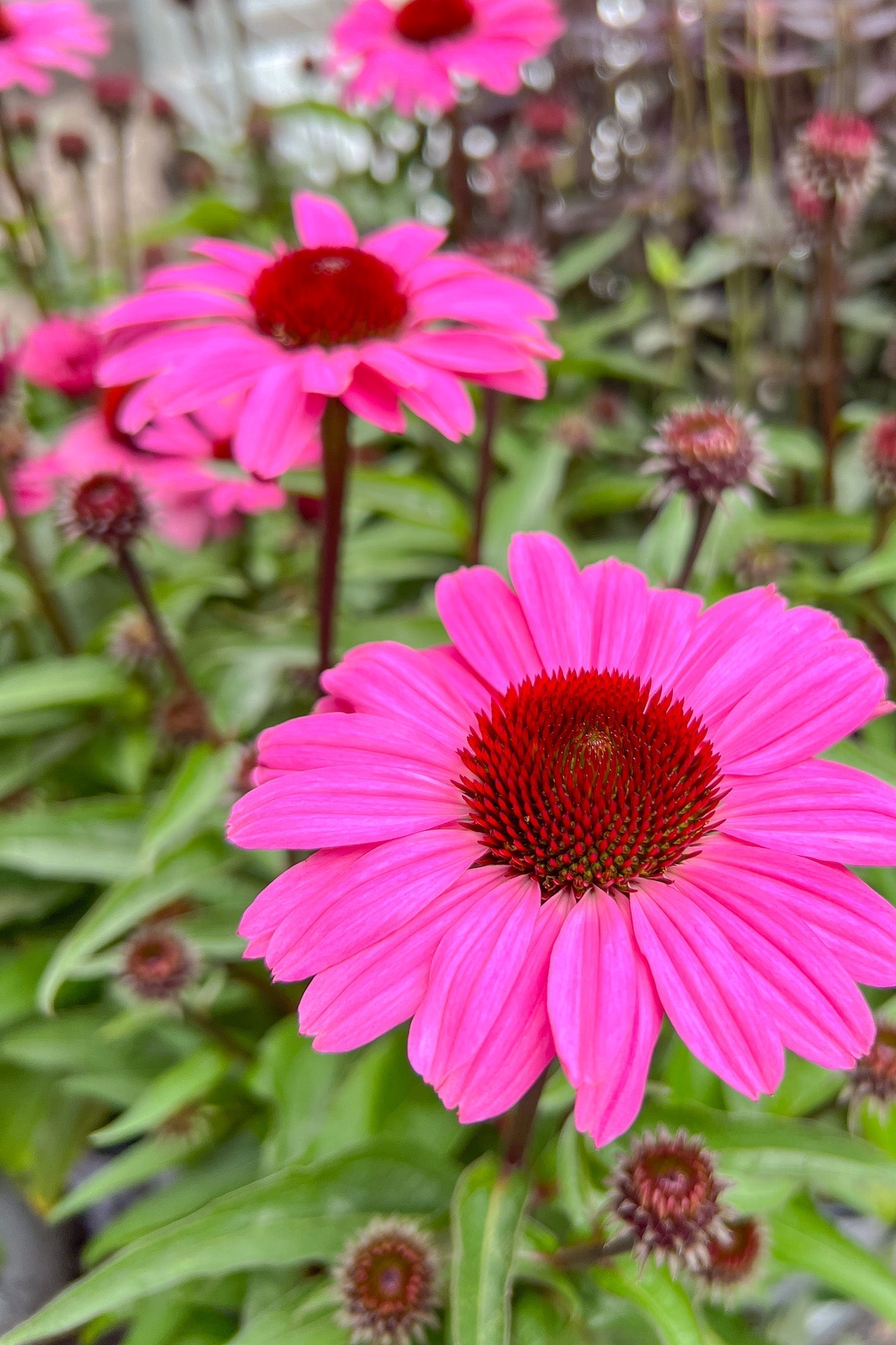 Coneflower, The Fuchsia Is Bright