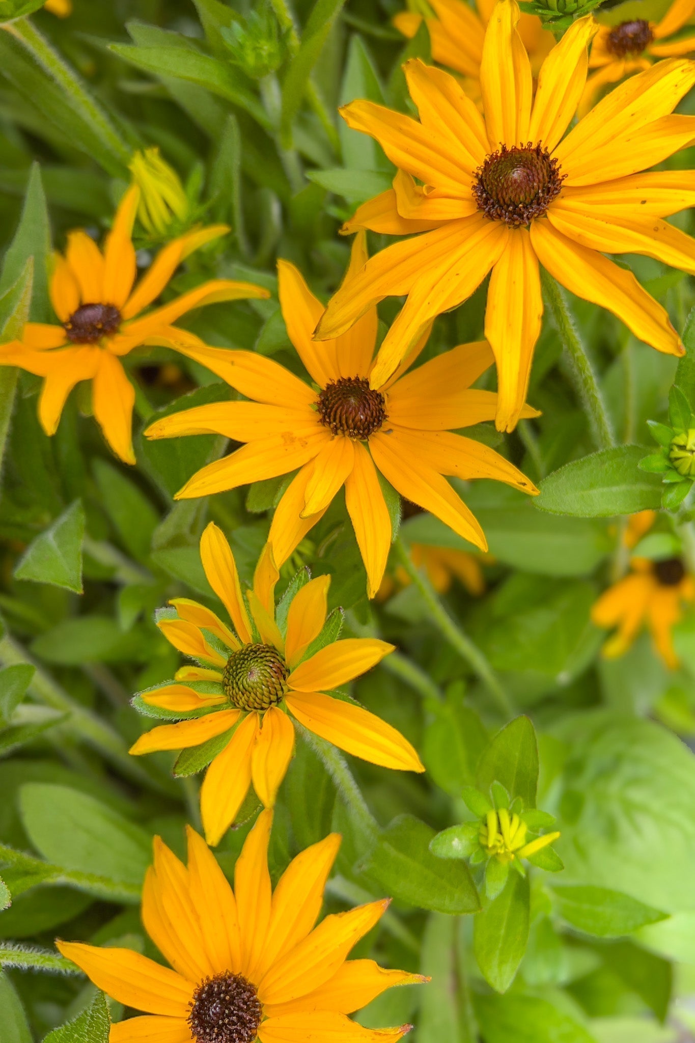 Black-Eyed Susan, Glit Gold