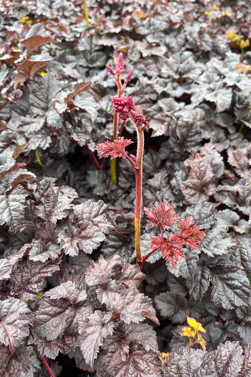 Astilbe, Dark Side Of The Moon