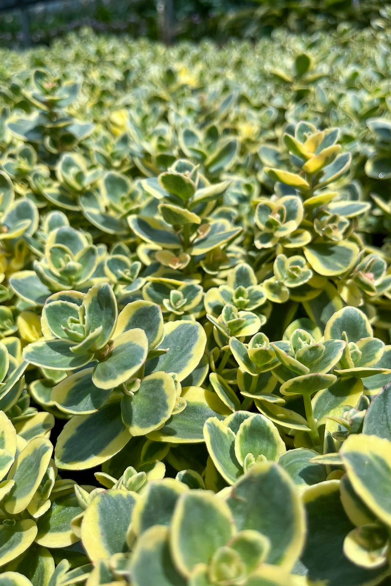 Sedum,Sun Spar Lime Twister