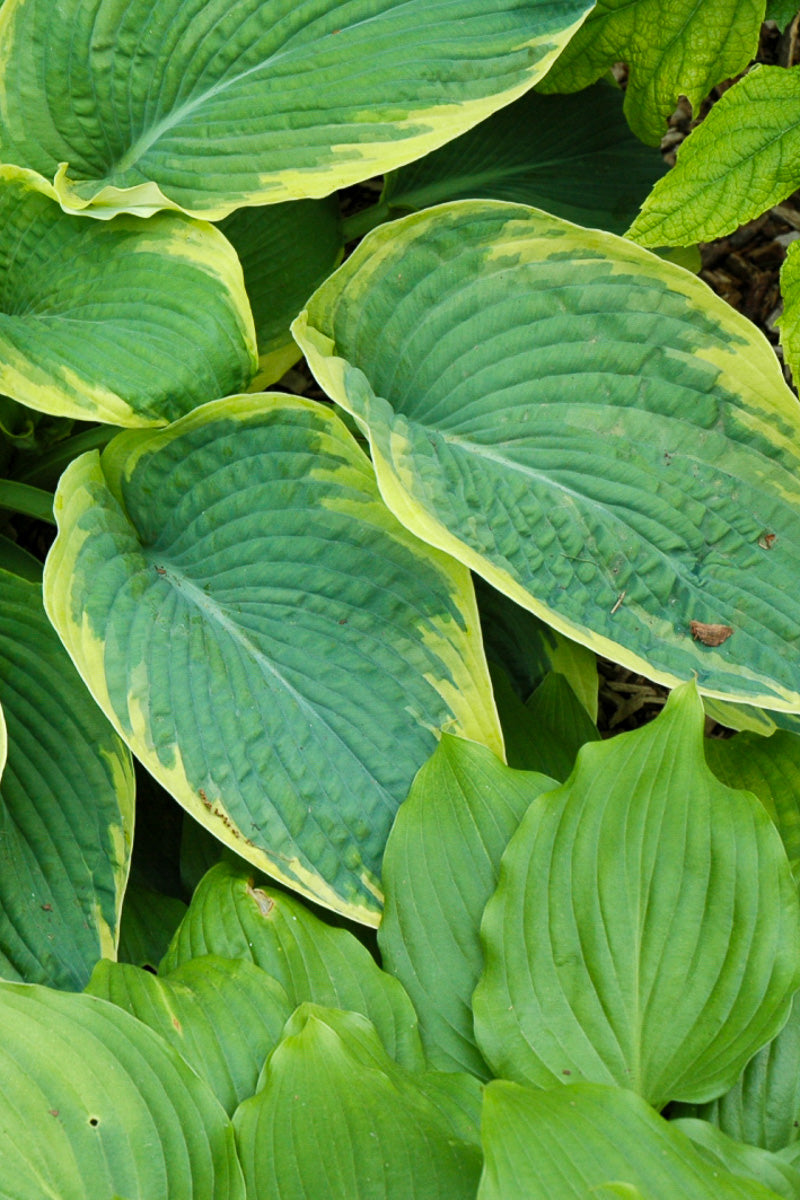 Hosta, Great Arrival