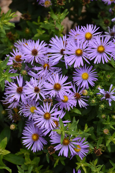 Aster | Aromatic
