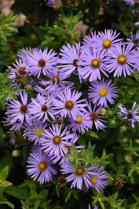 Aster, Aromatic